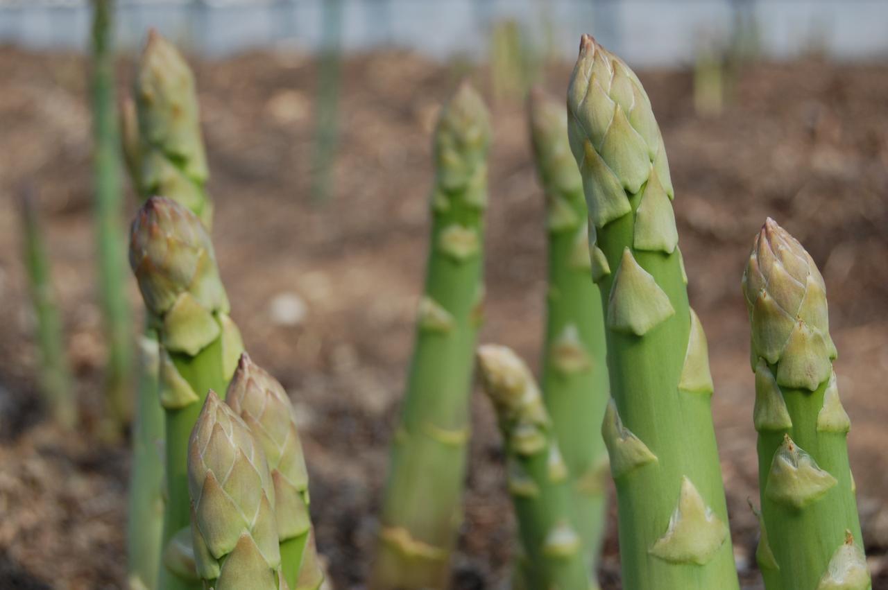 アスパラ